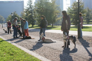 medewerkers DogLogix helpen Stichting Signaalhond